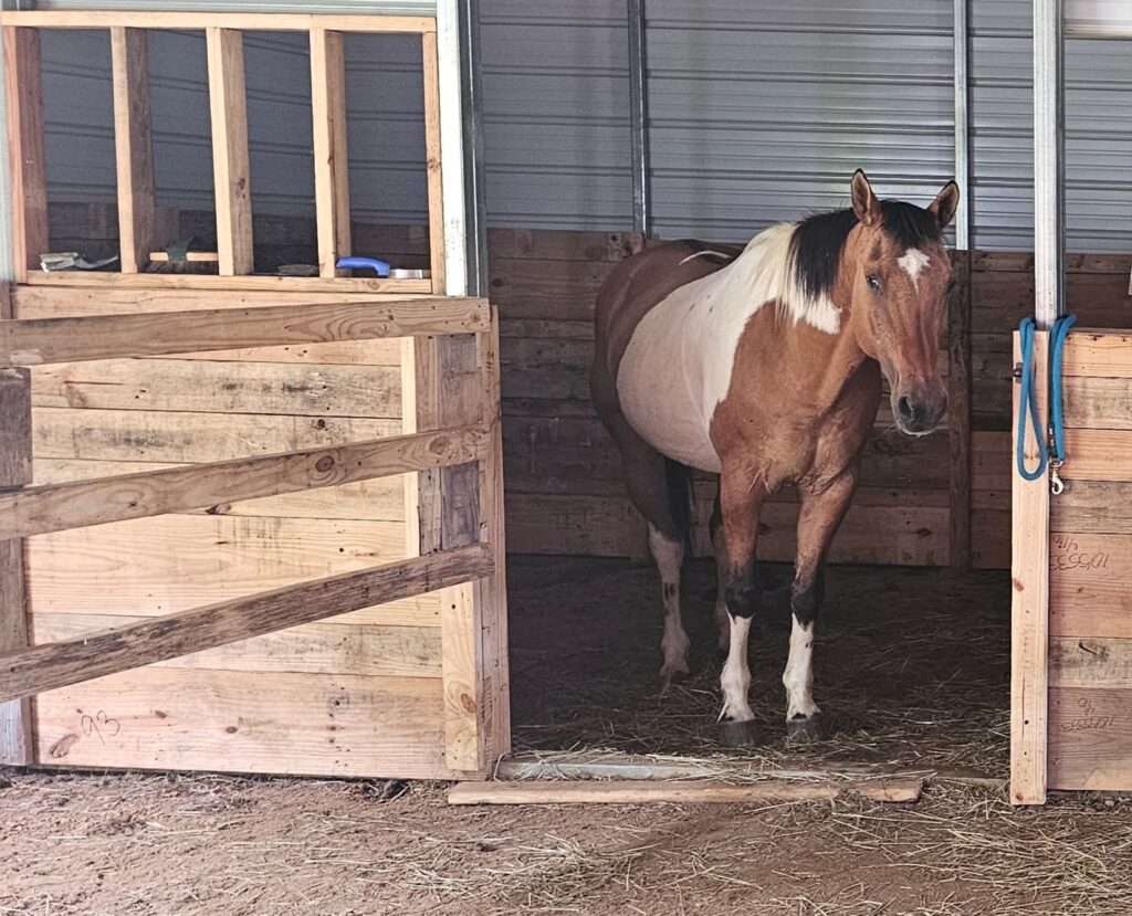 equines for therapy 1200w