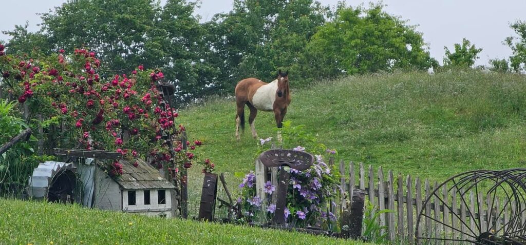 horses in the high country highlands va, nc, tn